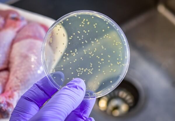 A hand wearing a rubber glove holding up a specimen of ecoli with a package of chicken in the background